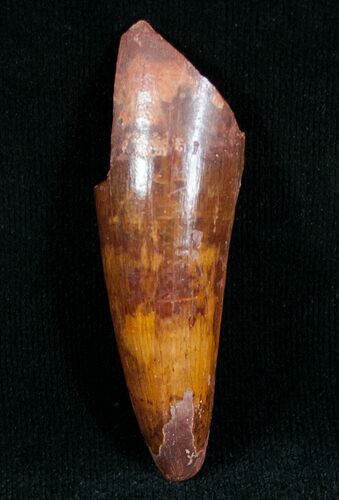 Curved Spinosaurus Tooth #7209